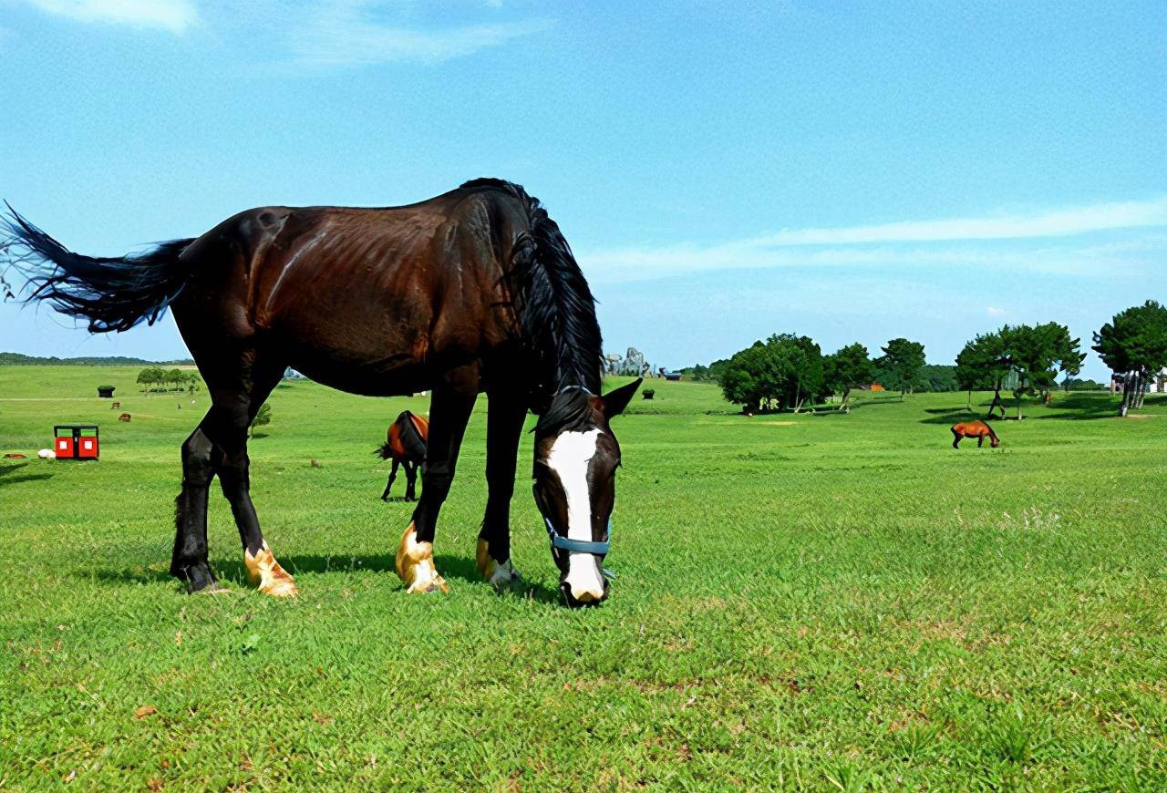 壁纸 草原 动物 马 骑马 桌面 1280_870