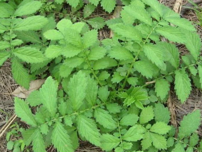 它被称为"龙芽草",光听名字就很稀奇,其实止血抗癌效果特别好