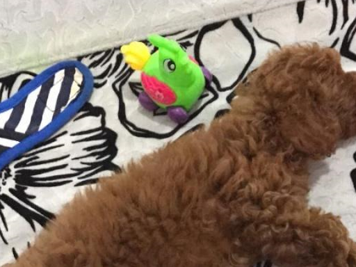 买了一只泰迪犬花了400元,得病要花费至少2000元,你会救它吗?