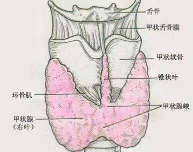 女性甲状软骨突出图片图片