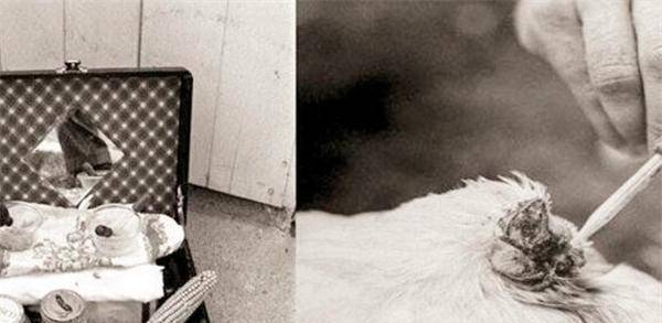 70年代美国无头鸡麦克:头部被砍掉后存活18个月,还举行全美巡演