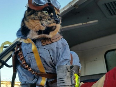 猫咪的巨大感官地图