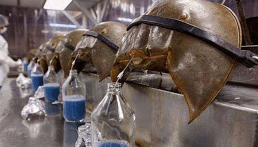 鲎活了4亿年,血液救了无数人,如今却被端上餐桌,生存状况堪忧