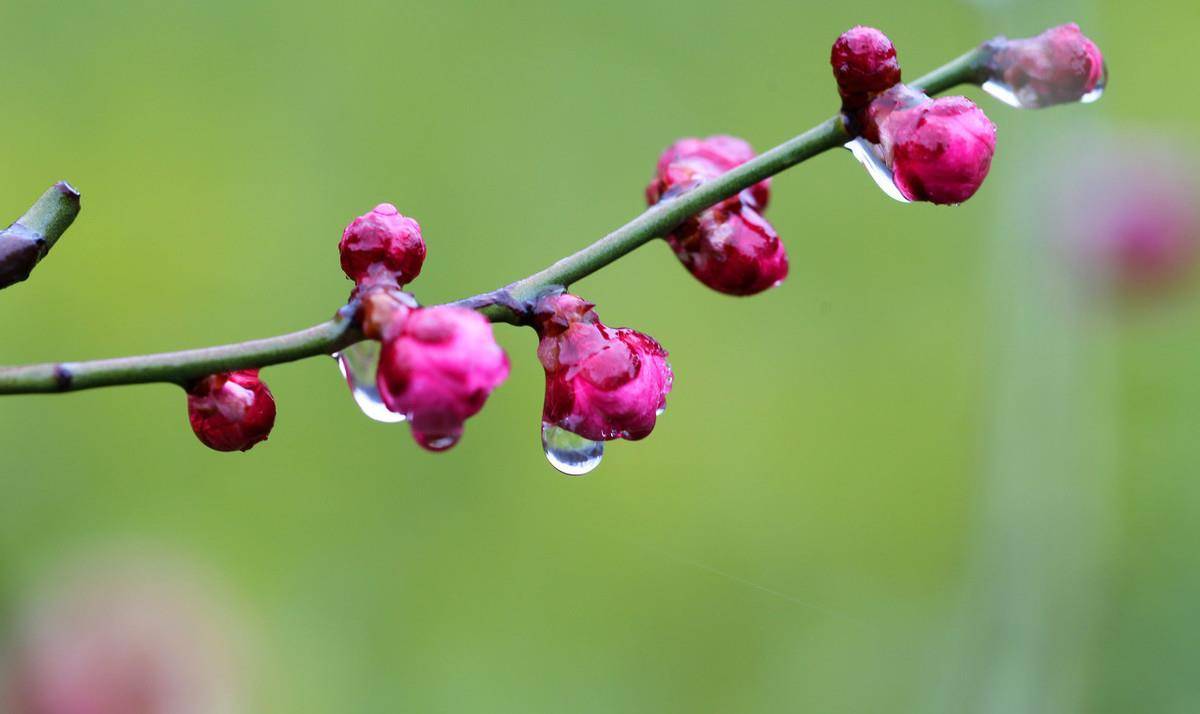 唐诗中最美的一场微雨