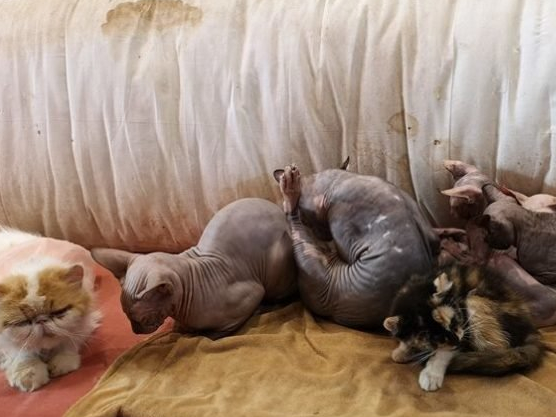 其中也有很多斯芬克斯也就是加拿大无毛猫,也不知什么原因,有些猫咪