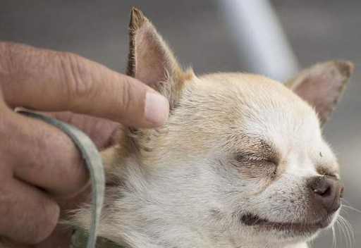 吉娃娃为什么会咬人?被咬的,肯定是做了其中一个!