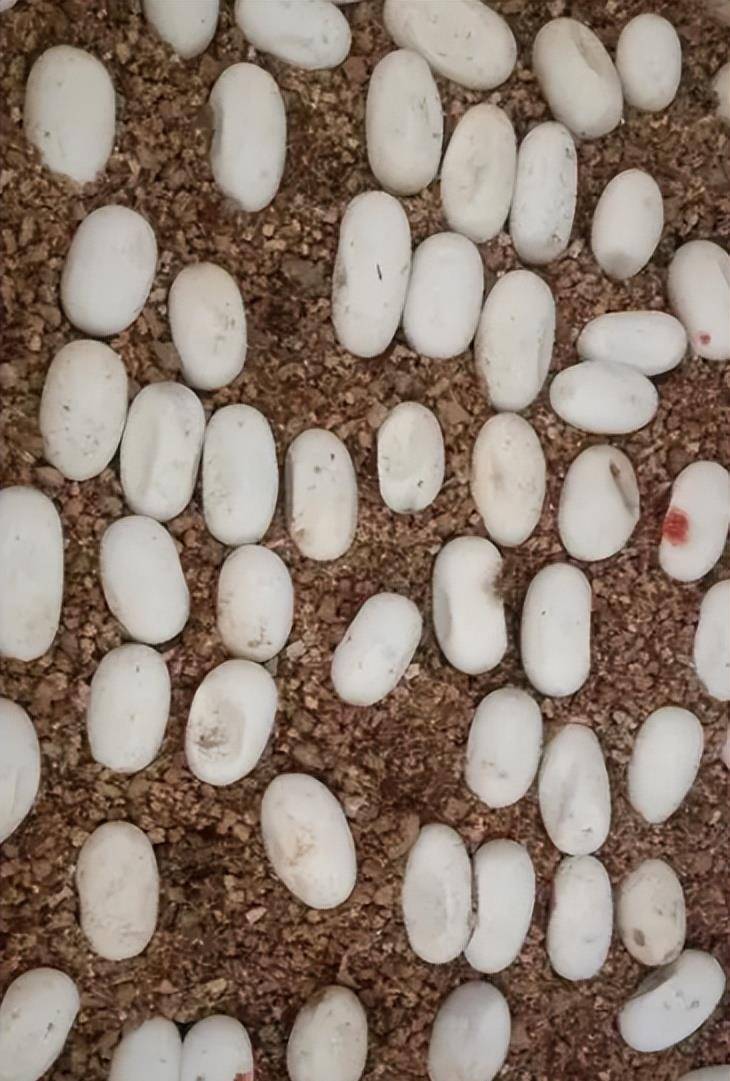 中国第一蛇村:全村人与300万条蛇共同生活,蛇王靠它年入千万