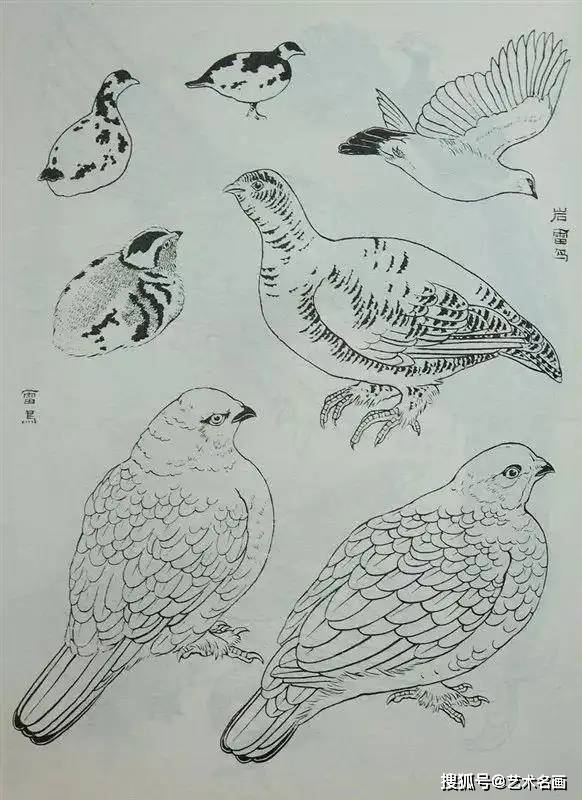 鸟禽类简笔画整体图图片