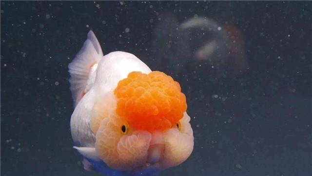 清华才女钟莹莹,曾不顾家人反对回家养鱼,如今一条鱼卖出1500万