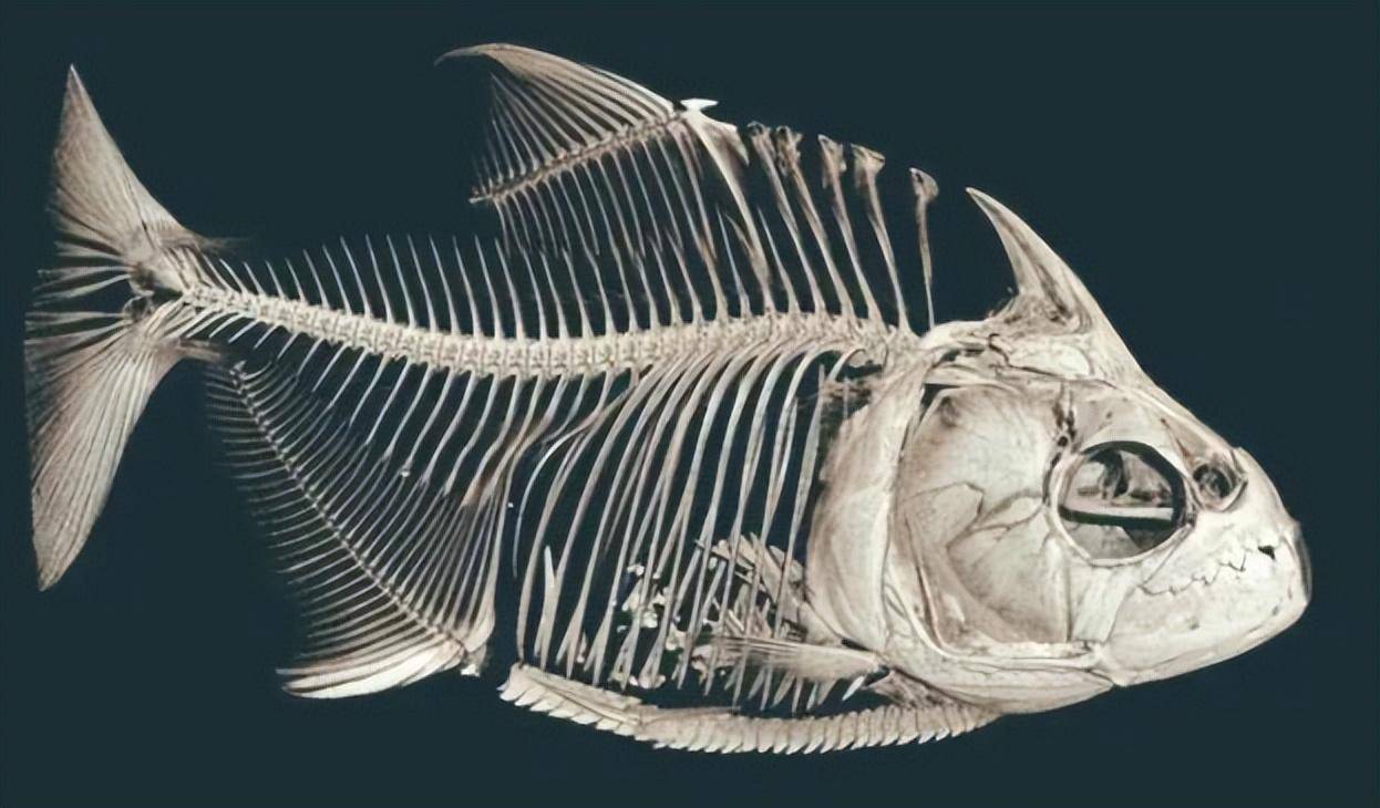 纪实:日本发明的"骨泳",将活鱼肉剃光,再放回缸里,鱼还活着_方式_鱼骨