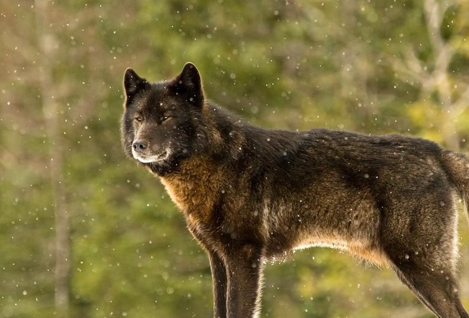 中国境内4大狼犬,其中它的能力已爆德牧,引起欧洲关注_东北_日本_莱州