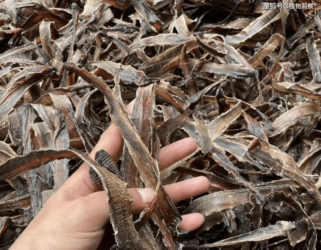 农村随处可见的蚯蚓,过去拿来喂鸡鸭,现如今300元1斤,价值极高!