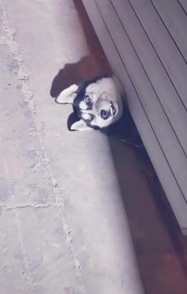 网友听到附近有·狗叫,走近一看笑喷了,二哈:你还笑!快救本汪