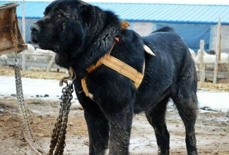 全球5大高原猛犬,中国两獒在列,其中它还有一段传奇经历