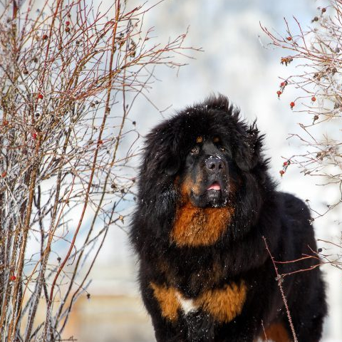 全球5大高原猛犬,中国两獒在列,其中它还有一段传奇经历