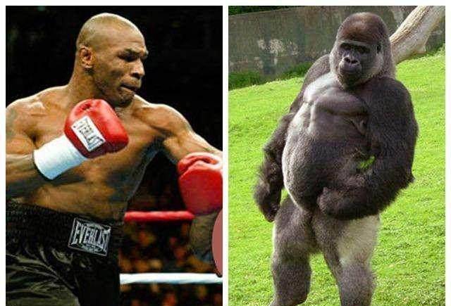 泰森出价1万美金,要单挑500斤的大猩猩,结果很现实_一拳_人类_那只