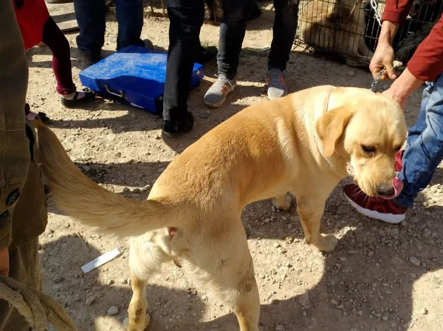 几百块收来的肉狗,转手却要卖一千五!价格翻几番!
