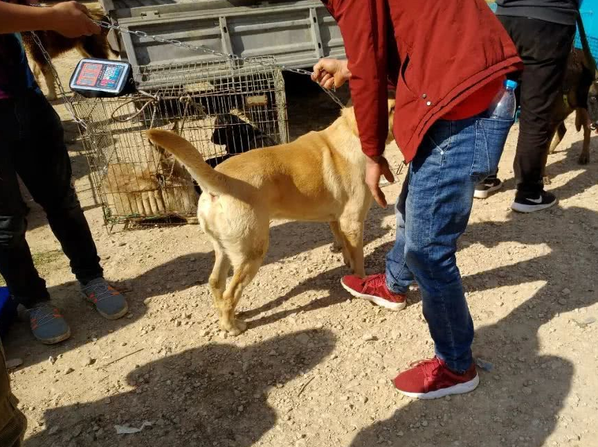 几百块收来的肉狗,转手却要卖一千五!价格翻几番!