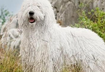 世界犬种介绍之,匈牙利可蒙犬