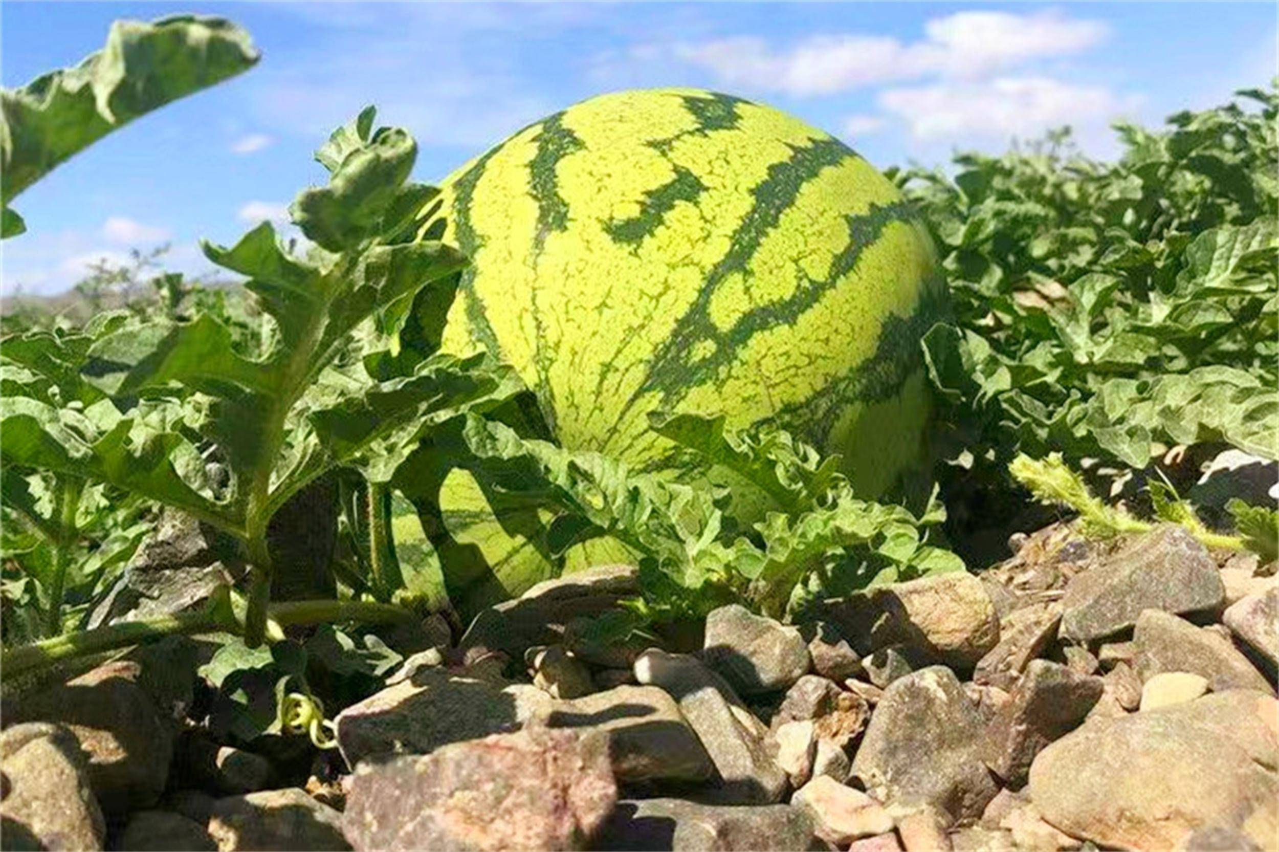 买西瓜,聪明人先选品种,见到这6个品种闭眼入,个个都保甜好吃