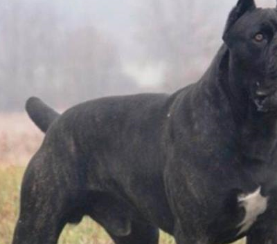 此犬被称为"犬中黑豹",曾服役于罗马军队,跟着主人纵横战场