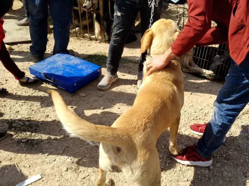 几百块收来的肉狗,转手却要卖一千五!价格翻几番!