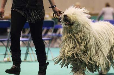 世界犬种介绍之,匈牙利可蒙犬