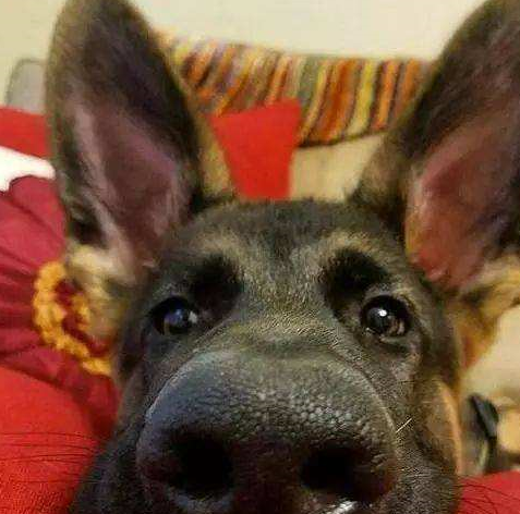 在国外就有这么一只搞笑的德牧,它为什么搞笑呢,因为它是牧羊犬,同时