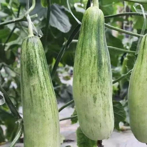 快来一起吃瓜……_羊角_口感_嫩黄色