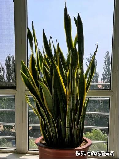 虎皮兰竟有这么多品种?每1种都别具一格,简单好养,你养过几种?