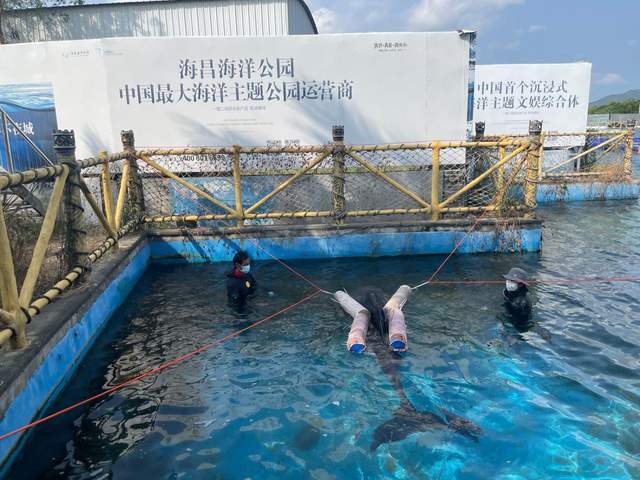 国内首例短肢领航鲸"海棠"放生!海昌海洋公园助力成功救治