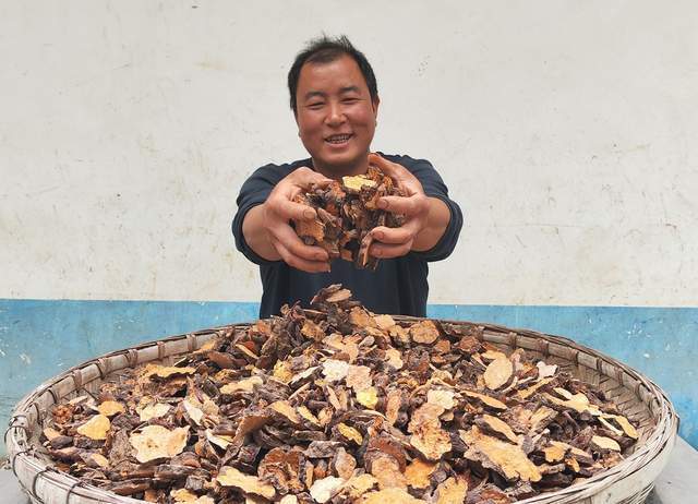 会东县大崇镇:做强何首乌产业 助力乡村振兴