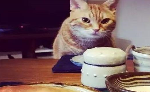 那一次,猫咪它竟然直接跳到了餐桌上来了.