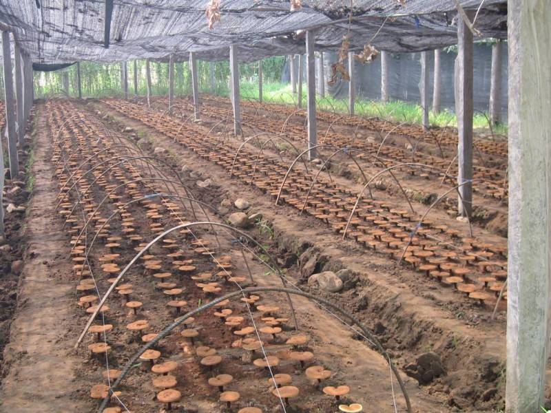 芝圣堂:全产业链绽放光彩,灵芝事业的卓越篇章_种植_产品_传承