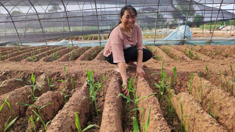 黄朝容:用心种出美好"姜"来