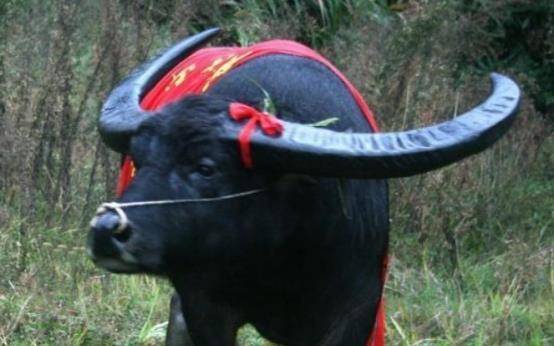 "牛王"在贵州现世,高1.8米重2000斤,死后15人抬棺,茅台祭祀