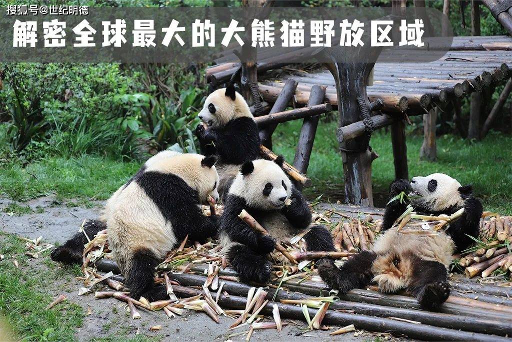 跟世纪明德一起走进中国国家公园之 "大熊猫国家公园 "