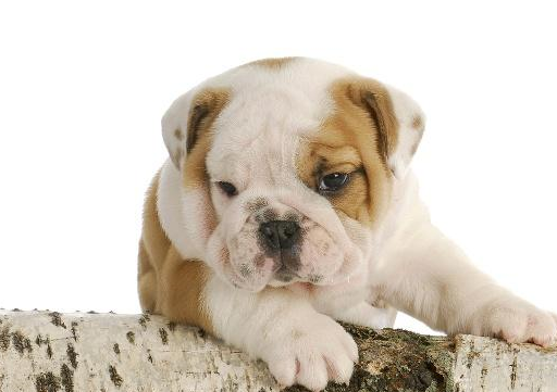 狗和人年龄对照表_老年_寿命_共同生活