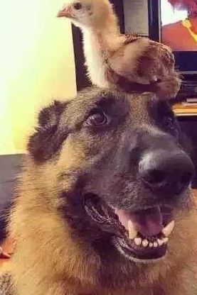 德牧宠爱小鸡,天天把小鸡顶在头上,一脸宠溺的表情