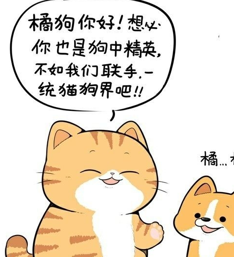 有钱人才能养得起大橘,它就是橘猫!