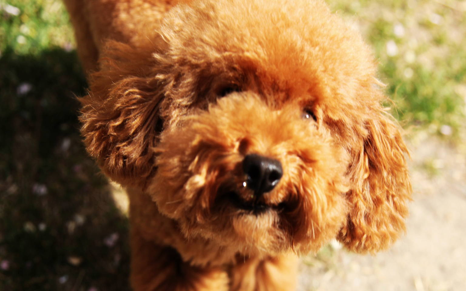 心眼小的泰迪犬虽然难伺候,但是这"5类人"却很容易征服它!
