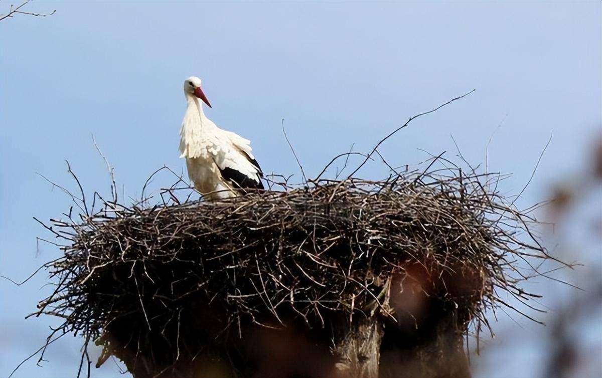 一般喜鹊一家喜欢在自己窝的正下方搭建一个"过道",然后再搭建一个