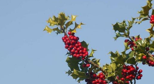 家中种植枸骨有什么用,知道吗?