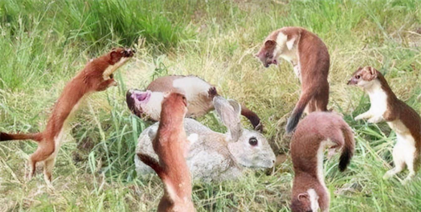 被称作"黄大仙"的黄鼠狼,到底有多厉害?为何都不敢招惹它?