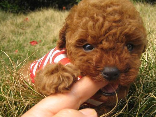 心眼小的泰迪犬虽然难伺候,但是这"5类人"却很容易征服它!