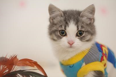 猫狗关系之6问!_动物_朋友_主人