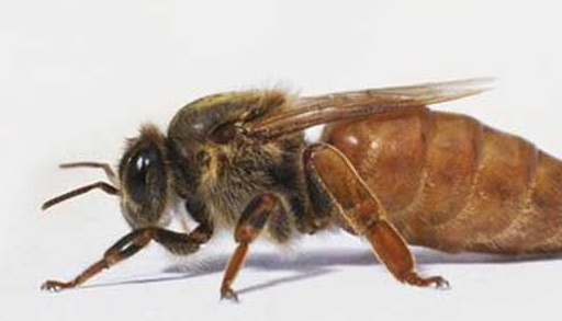 如果蜂王死后,几小时内其它蜜蜂会变得怎样?说出来你都不敢相信