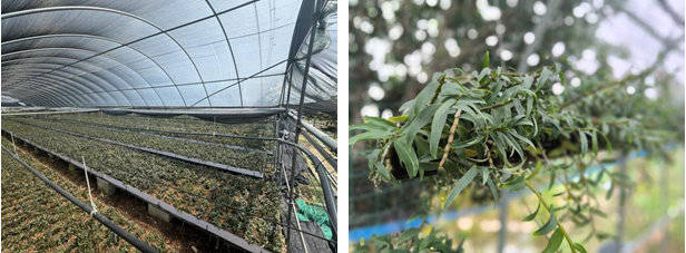 强强联合铸辉煌】星耀仁工家人探秘皇城鹿业梅花鹿养殖基地