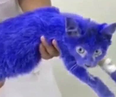 网友花50元买了只英短蓝猫,回家后傻眼了,赶紧送到医院去了