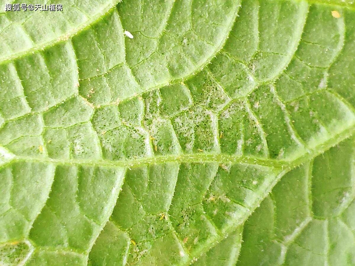 蓟马虫用什么药治最好